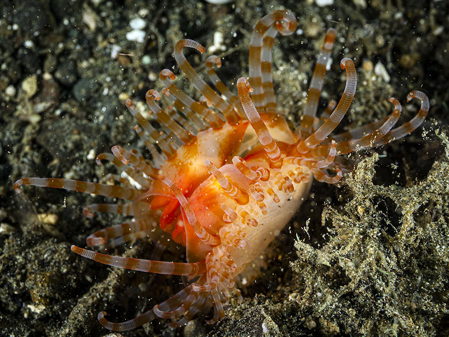 Limaria fragilis